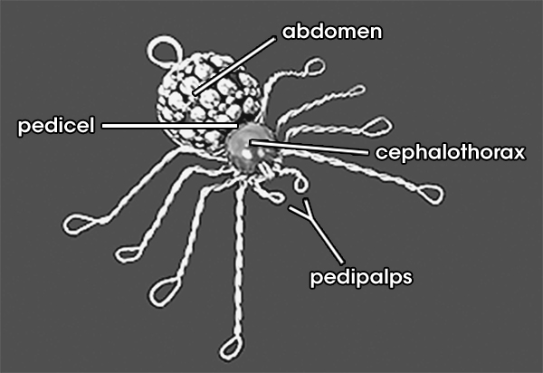 Anatomy of a Beaded Spider